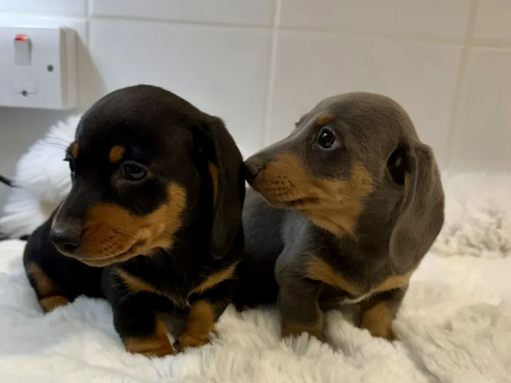 Gorgeous Smooth coat miniature dachshund puppies 1