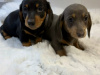 Gorgeous Smooth coat miniature dachshund puppies 4