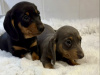 Gorgeous Smooth coat miniature dachshund puppies 7