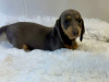 Gorgeous Smooth coat miniature dachshund puppies 6