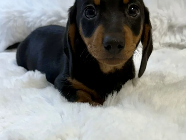 Gorgeous Smooth coat miniature dachshund puppies 8