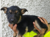German shepherd puppies 5