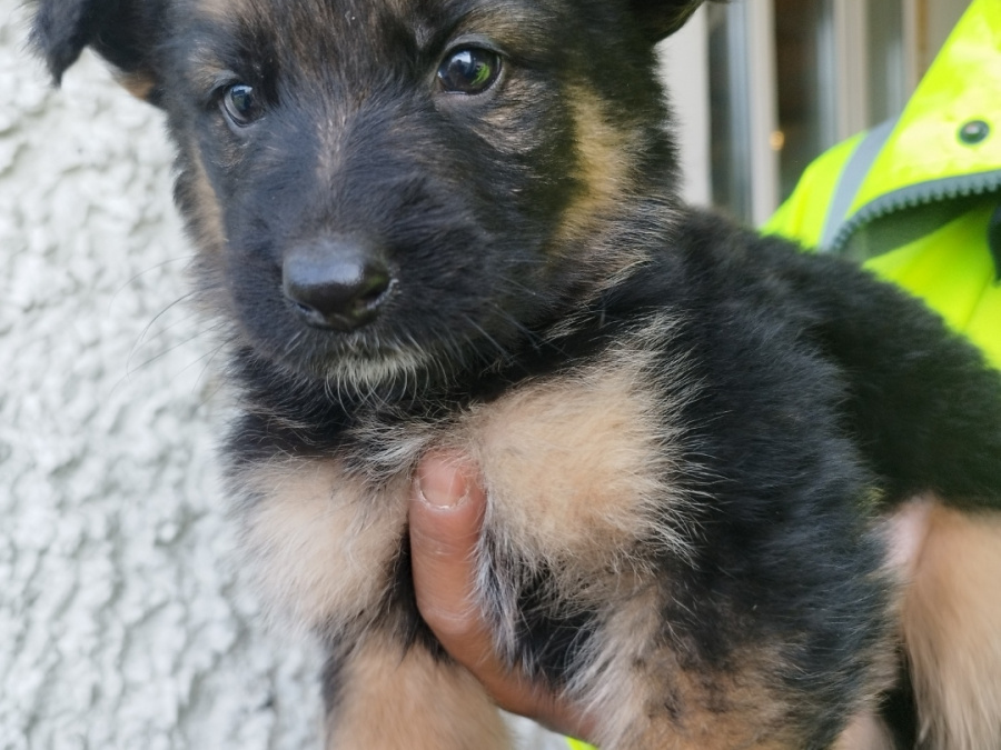 German shepherd puppies 2