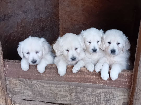 Golden Retriever Puppies – Bookings Now Open