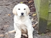 Golden Retriever Puppies – Bookings Now Open 5