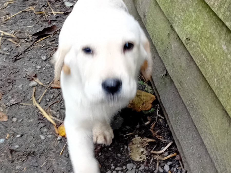 Golden Retriever Puppies – Bookings Now Open 7