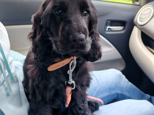 KC Registered black female Show Cocker Spaniel puppy in Tipperary - Excellent Bloodlines