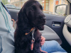 KC Registered black female Show Cocker Spaniel puppy in Tipperary - Excellent Bloodlines 3