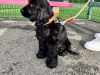 KC Registered black female Show Cocker Spaniel puppy in Tipperary - Excellent Bloodlines 5