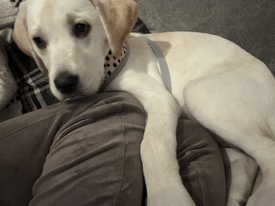 Labrador Girl puppy 5