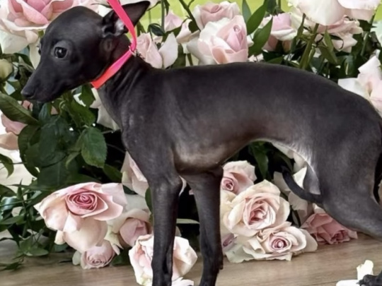 TINY ITALIAN GREYHOUNDS❤️❤️❤️❤️