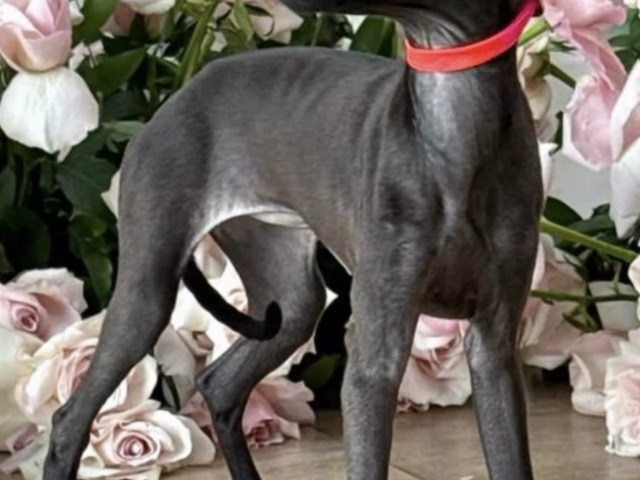 TINY ITALIAN GREYHOUNDS❤️❤️❤️❤️ 2