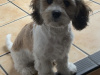 House trained cavachon 1