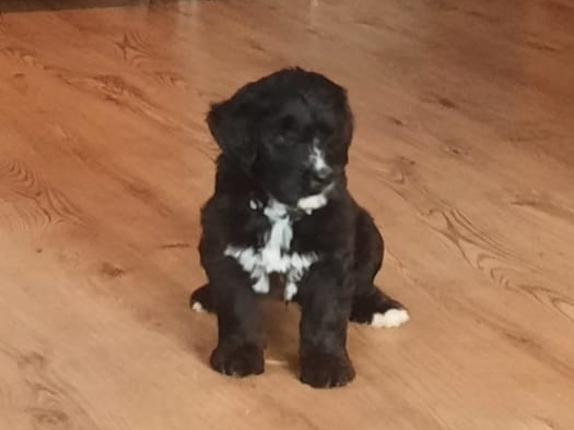 Bernese Mountain dog X Giant Schnauzer 1
