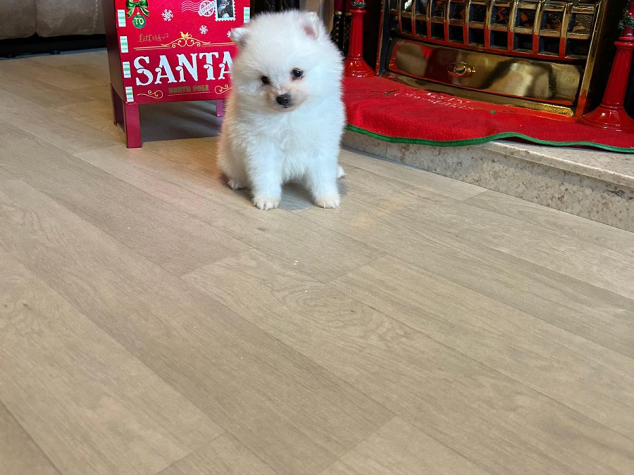 Gorgeous Teddy bear pomeranian 4