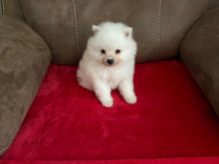 Gorgeous Teddy bear pomeranian 10