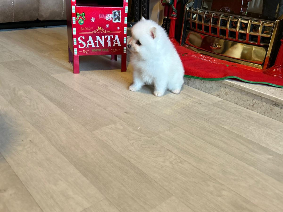 Gorgeous Teddy bear pomeranian 6