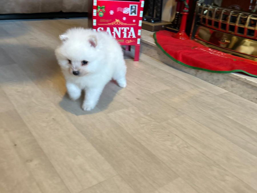 Gorgeous Teddy bear pomeranian 7