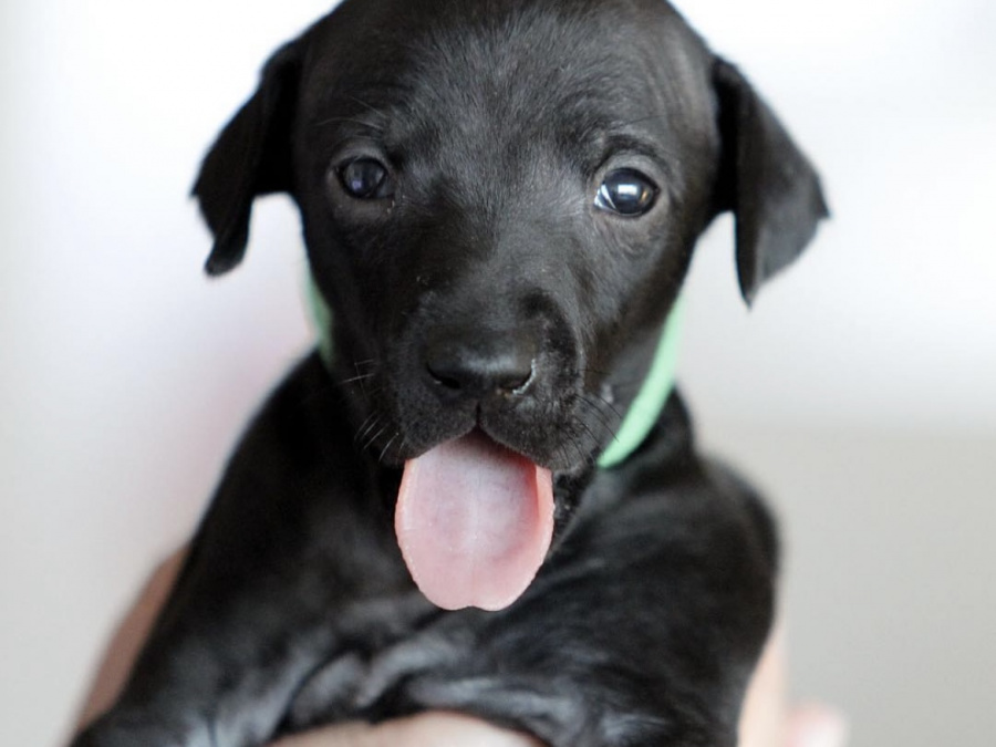 TINY ITALIAN GREYHOUNDS❤️❤️❤️❤️ 3