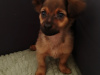 Beautiful Russian Toy Terrier puppies for sale 1