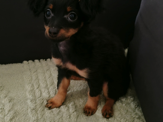 Beautiful Russian Toy Terrier puppies for sale