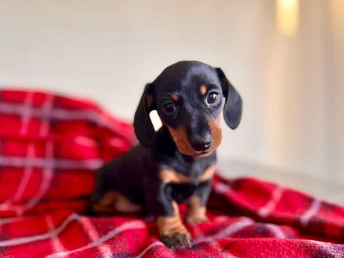 Beautiful miniature dachshund black/tan girl 🥰💖 3