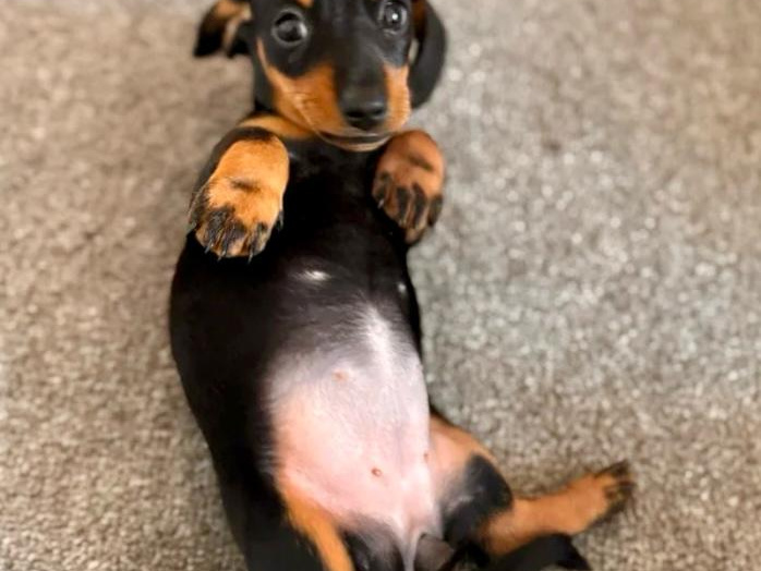 Beautiful miniature dachshund black/tan girl 🥰💖 7