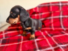 Beautiful miniature dachshund black/tan girl 🥰💖 4