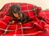 Beautiful miniature dachshund black/tan girl 🥰💖 2
