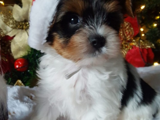 ❤️ Rare Biewer & Ocean Pearl Yorkshire Terrier