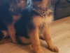 Stunning geman shepherd puppies 3