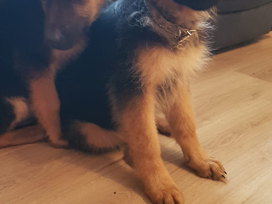 Stunning geman shepherd puppies 2