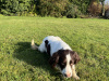 Springer spaniel 2