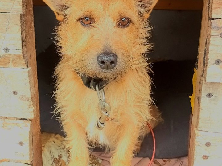 Looking for a loving home for a wonderful dog 2