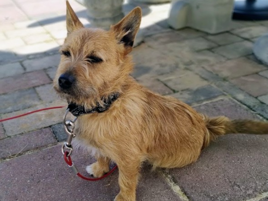 Looking for a loving home for a wonderful dog