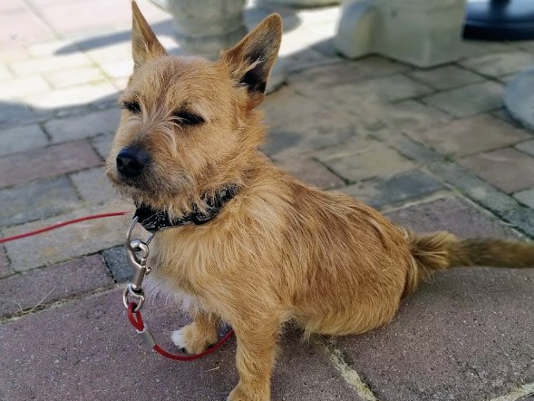 Looking for a loving home for a wonderful dog 1