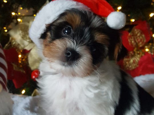 ❤️ Rare Biewer & Ocean Pearl Yorkshire Terrier