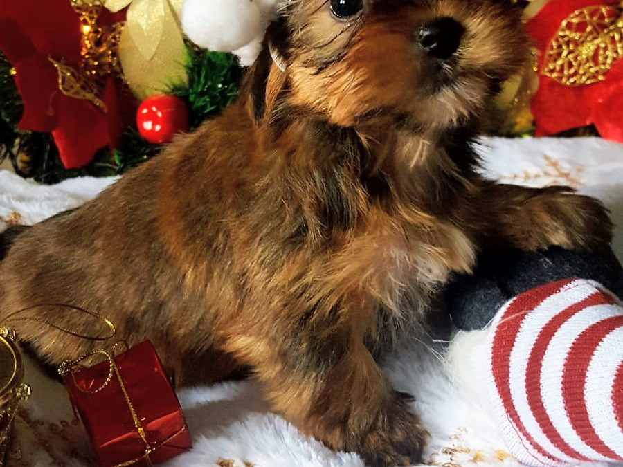 ❤️ Rare Biewer & Ocean Pearl Yorkshire Terrier 2