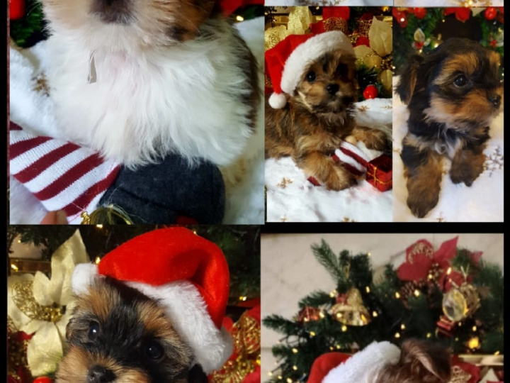 ❤️ Rare Biewer & Ocean Pearl Yorkshire Terrier 3