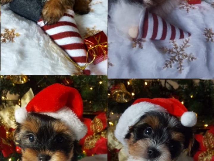 ❤️ Rare Biewer & Ocean Pearl Yorkshire Terrier 4