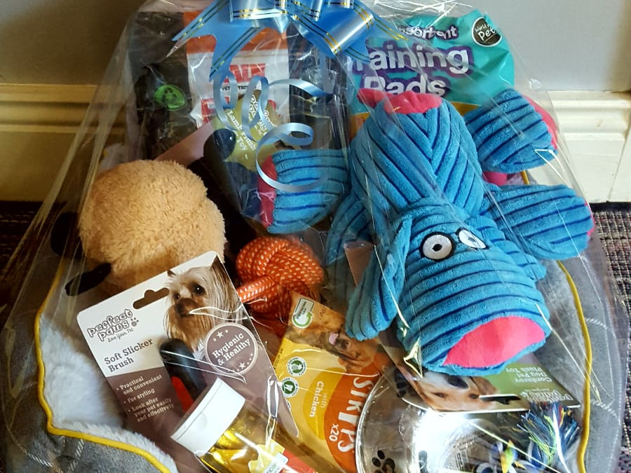 ❤️ Rare Biewer & Ocean Pearl Yorkshire Terrier 5