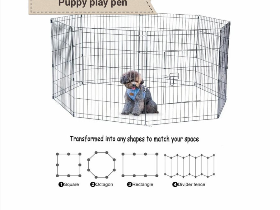 ❤️ Rare Biewer & Ocean Pearl Yorkshire Terrier 6