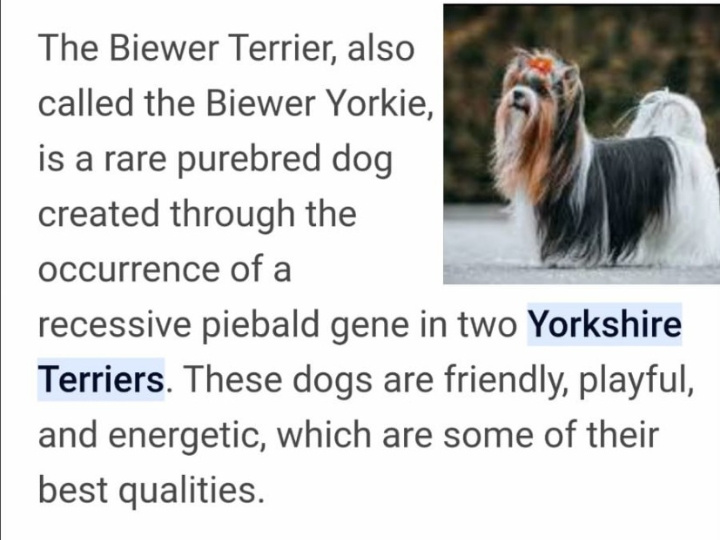 ❤️ Rare Biewer & Ocean Pearl Yorkshire Terrier 7