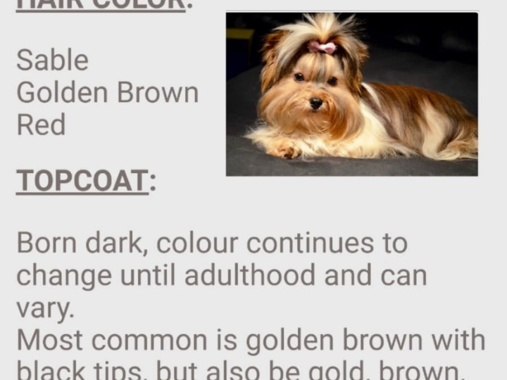 ❤️ Rare Biewer & Ocean Pearl Yorkshire Terrier 8