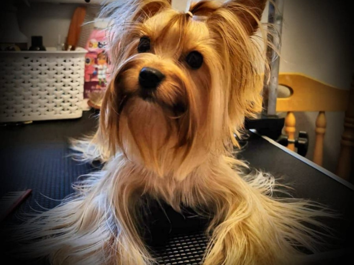 ❤️ Rare Biewer & Ocean Pearl Yorkshire Terrier 10