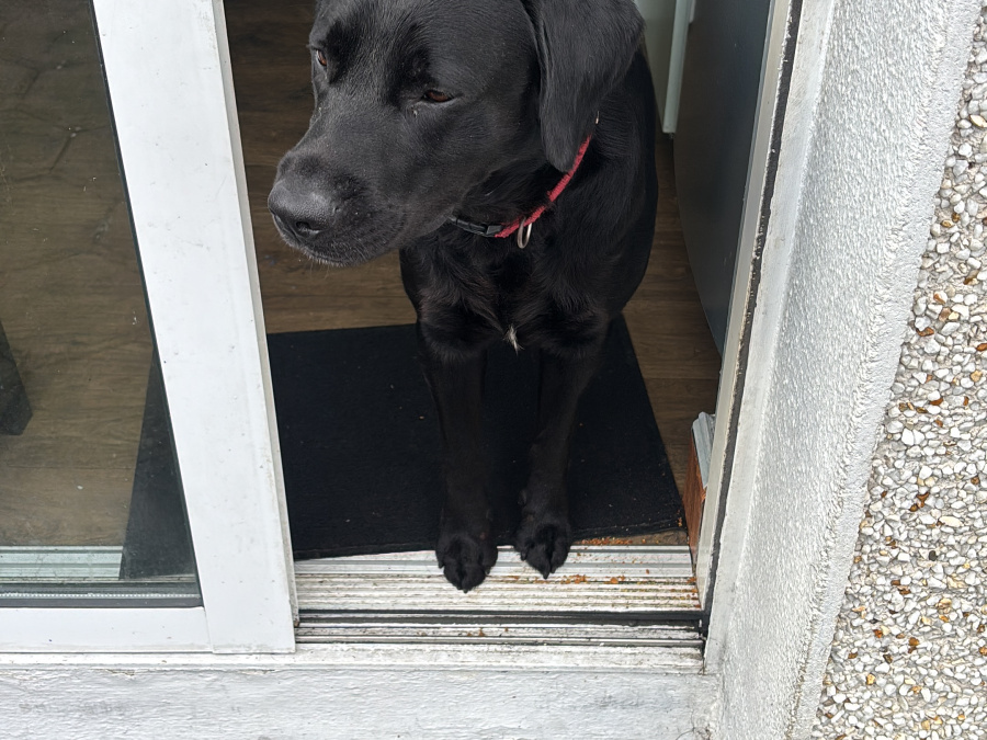 Max the Black Lab 2