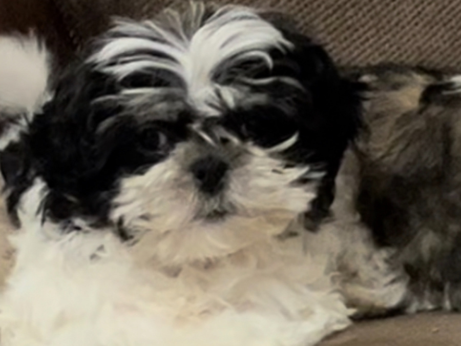 Amazing family pets 2