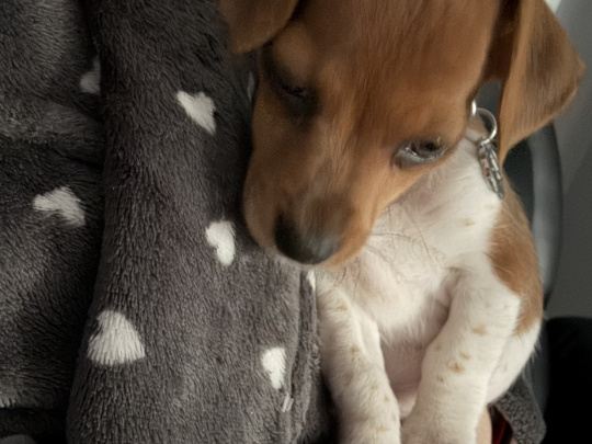 Miniature Jack Russell