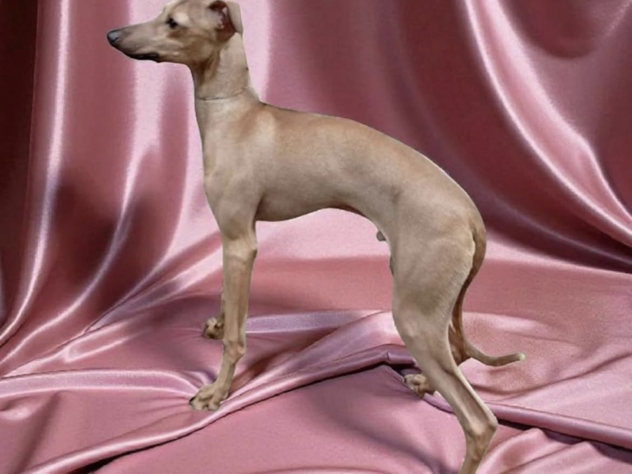 Italian greyhound pup🎈🎈 2