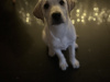 Labrador Girl puppy 5month old 5